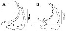 Espèce Gaussia intermedia - Planche 9 de figures morphologiques