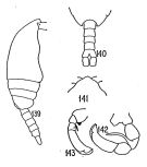 Espèce Metridia effusa - Planche 1 de figures morphologiques