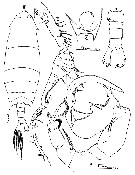 Species Pontella papuaensis - Plate 5 of morphological figures