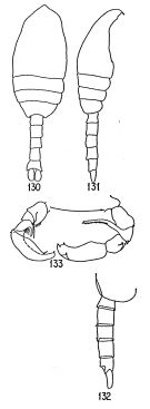 Species Metridia boecki - Plate 1 of morphological figures