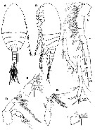 Species Parvocalanus leei - Plate 5 of morphological figures