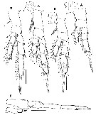 Species Parvocalanus leei - Plate 6 of morphological figures
