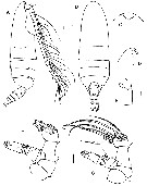 Species Crassantenna comosa - Plate 3 of morphological figures