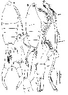 Espèce Tortanus (Atortus) sulawesiensis - Planche 1 de figures morphologiques