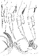 Espèce Tortanus (Atortus) sulawesiensis - Planche 2 de figures morphologiques