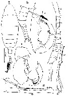 Espèce Tortanus (Atortus) sulawesiensis - Planche 4 de figures morphologiques