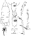 Species Tortanus (Atortus) bilobus - Plate 1 of morphological figures