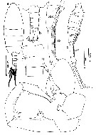 Espce Tortanus (Atortus) indonesiensis - Planche 1 de figures morphologiques