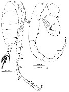 Espèce Tortanus (Atortus) manadoensis - Planche 1 de figures morphologiques