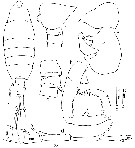 Espèce Tortanus (Atortus) processus - Planche 1 de figures morphologiques