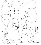 Species Tortanus (Atortus) processus - Plate 1 of morphological figures