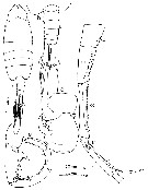 Espèce Tortanus (Atortus) lukmani - Planche 1 de figures morphologiques