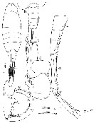 Species Tortanus (Atortus) lukmani - Plate 1 of morphological figures