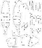 Espèce Megacalanus frosti - Planche 1 de figures morphologiques