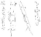 Espèce Megacalanus frosti - Planche 3 de figures morphologiques
