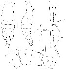 Espèce Megacalanus ericae - Planche 1 de figures morphologiques