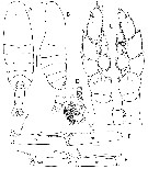 Espèce Megacalanus ericae - Planche 2 de figures morphologiques