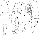 Espèce Megacalanus ohmani - Planche 1 de figures morphologiques