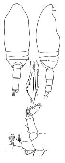 Espèce Spinocalanus validus - Planche 1 de figures morphologiques
