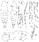 Espèce Megacalanus princeps - Planche 16 de figures morphologiques