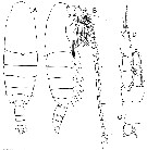 Species Bradycalanus typicus - Plate 5 of morphological figures