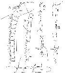 Species Bradycalanus typicus - Plate 12 of morphological figures