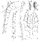 Species Bradycalanus typicus - Plate 13 of morphological figures