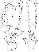 Espèce Bradycalanus abyssicolus - Planche 2 de figures morphologiques
