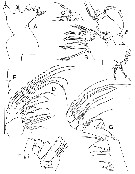 Espèce Bradycalanus abyssicolus - Planche 3 de figures morphologiques