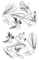 Espèce Undinella acuta - Planche 3 de figures morphologiques