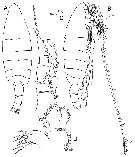 Species Bathycalanus richardi - Plate 12 of morphological figures