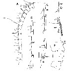 Species Bathycalanus richardi - Plate 13 of morphological figures