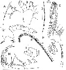 Species Bathycalanus richardi - Plate 14 of morphological figures