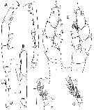 Species Bathycalanus richardi - Plate 17 of morphological figures