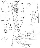 Species Bathycalanus bradyi - Plate 11 of morphological figures