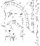 Species Bathycalanus bradyi - Plate 12 of morphological figures