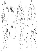 Espèce Bathycalanus bradyi - Planche 16 de figures morphologiques