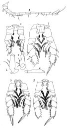 Espèce Undinella acuta - Planche 4 de figures morphologiques