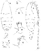 Species Bathycalanus dentatus - Plate 5 of morphological figures