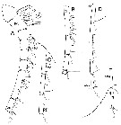Species Bathycalanus dentatus - Plate 6 of morphological figures