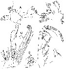 Species Bathycalanus milleri - Plate 4 of morphological figures