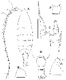 Species Bathycalanus tumidus - Plate 1 of morphological figures