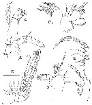 Species Bathycalanus tumidus - Plate 3 of morphological figures