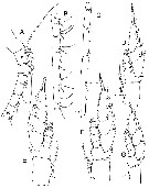 Species Bathycalanus adornatus - Plate 2 of morphological figures