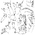 Species Bathycalanus adornatus - Plate 3 of morphological figures