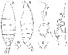 Species Bathycalanus pustulosus - Plate 1 of morphological figures