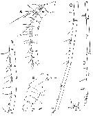 Espèce Bathycalanus bucklinae - Planche 2 de figures morphologiques