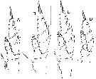 Espèce Bathycalanus bucklinae - Planche 4 de figures morphologiques
