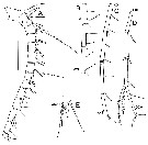 Species Bathycalanus unicornis - Plate 4 of morphological figures