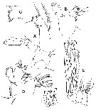 Species Bathycalanus unicornis - Plate 5 of morphological figures